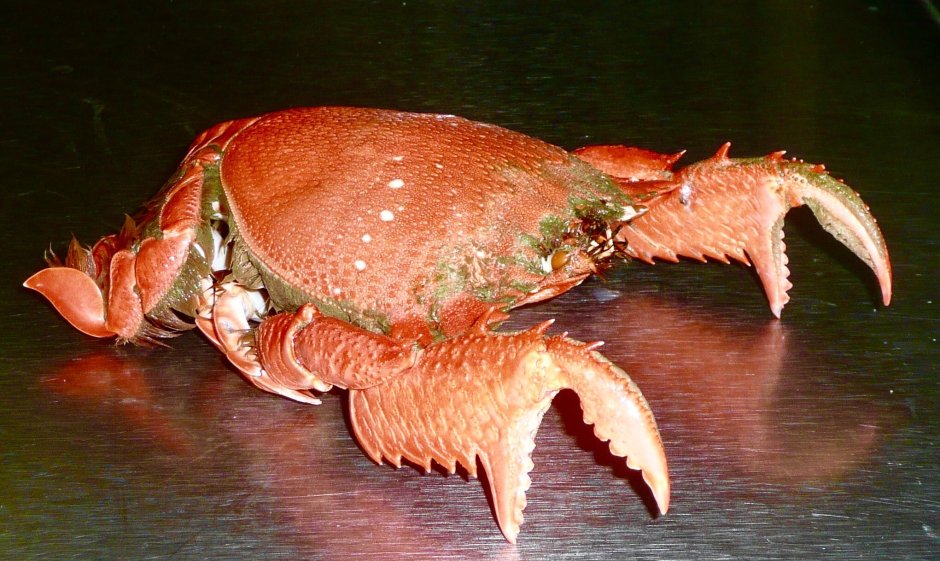 Красный Лягушачий краб
