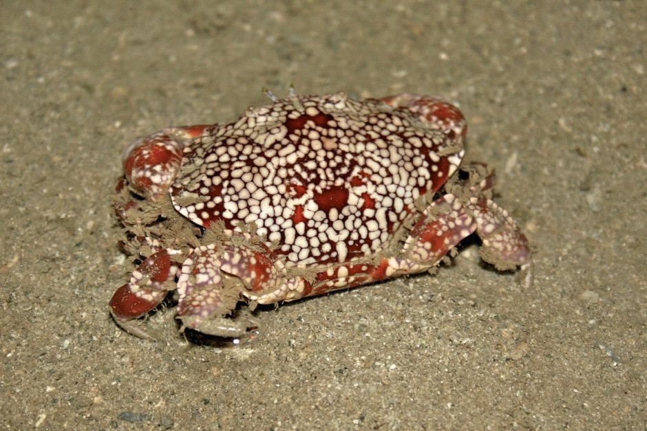 Reef Крабы