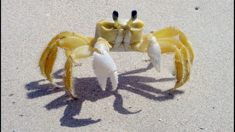 Facts about Crabs for Kids