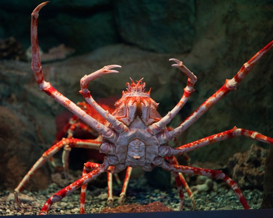 Giant Japanese Spider Crab