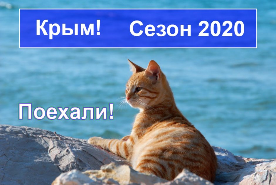 Кот на пляже