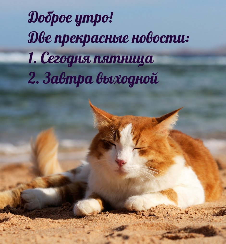 Котик на море