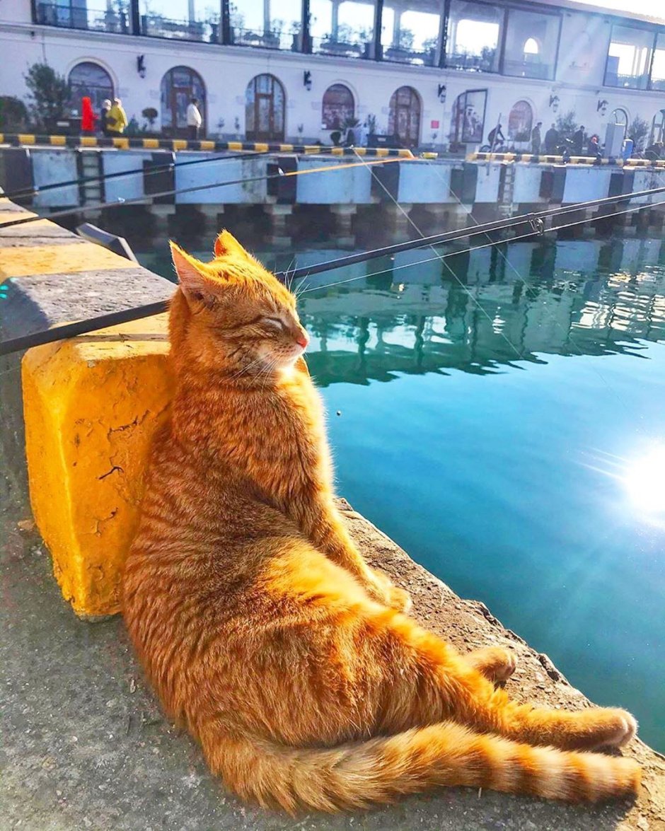 Кот на набережной