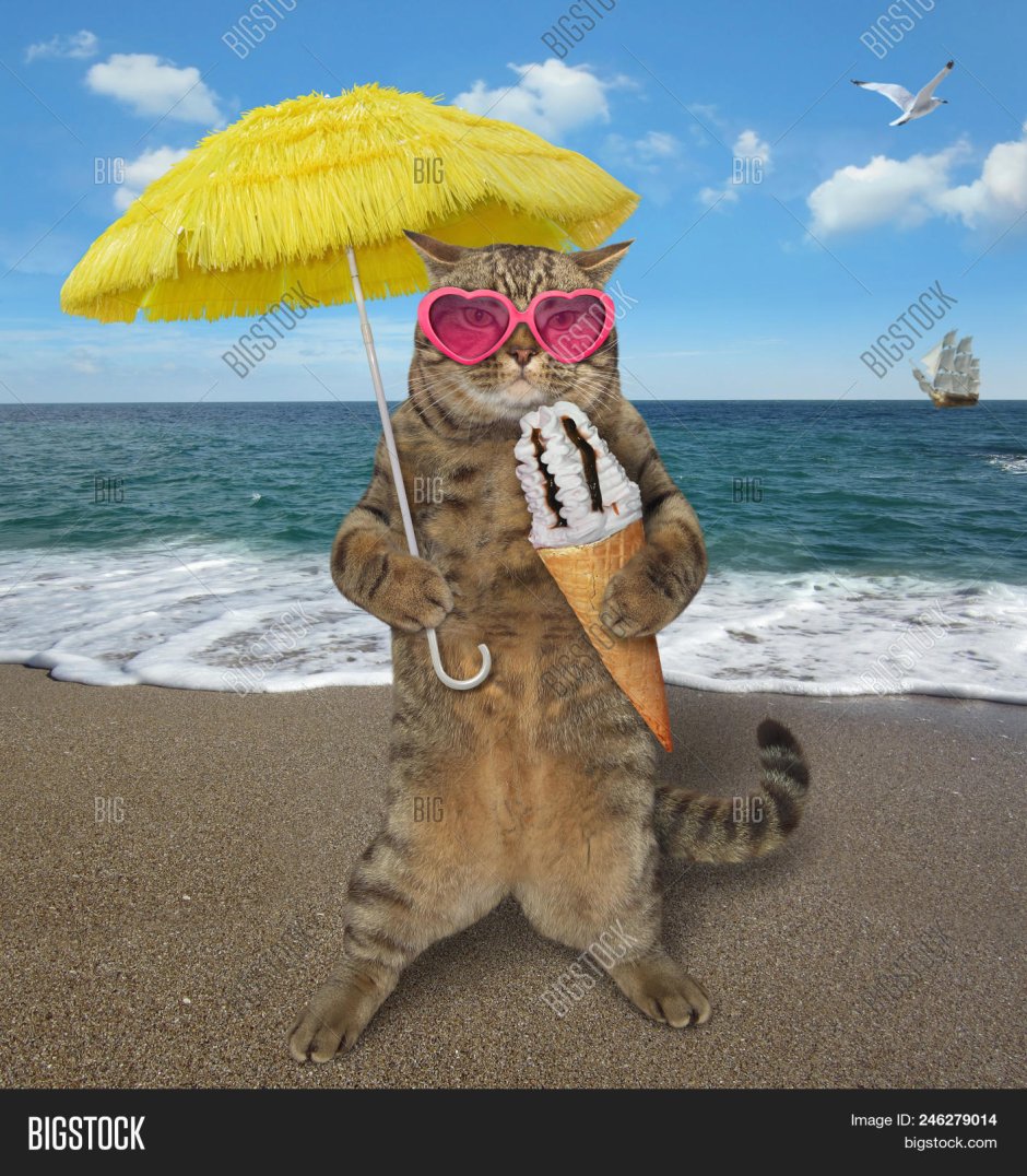 Смешной кот на пляже