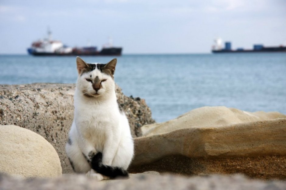 Эгейская кошка