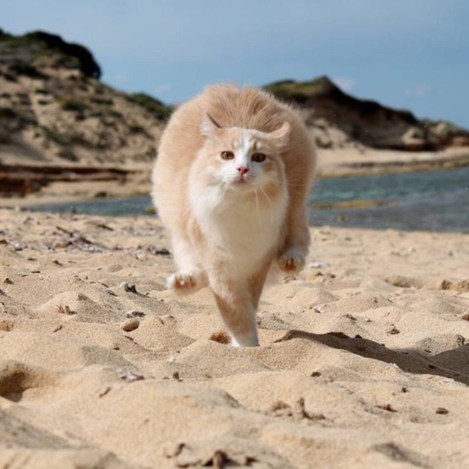 Котик на море