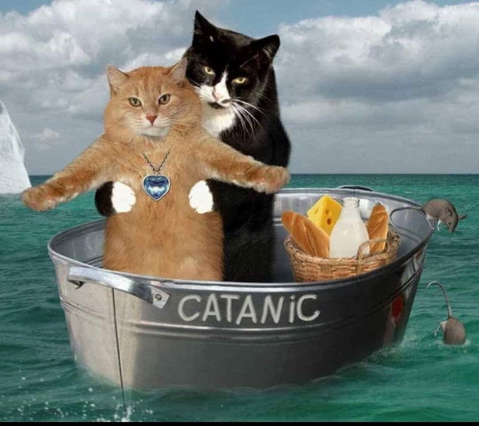 Коты Титаник
