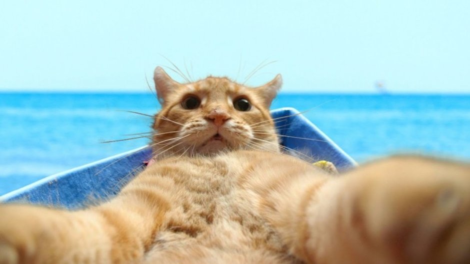 Смешные коты на море