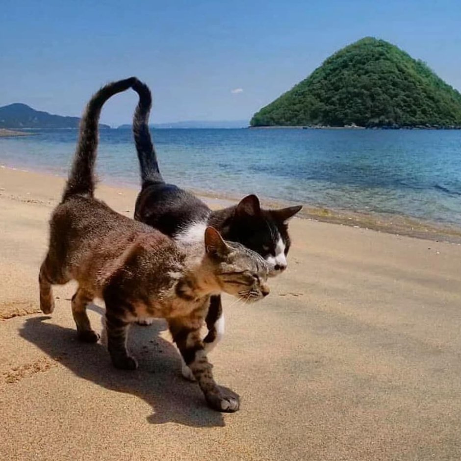 Котик на море