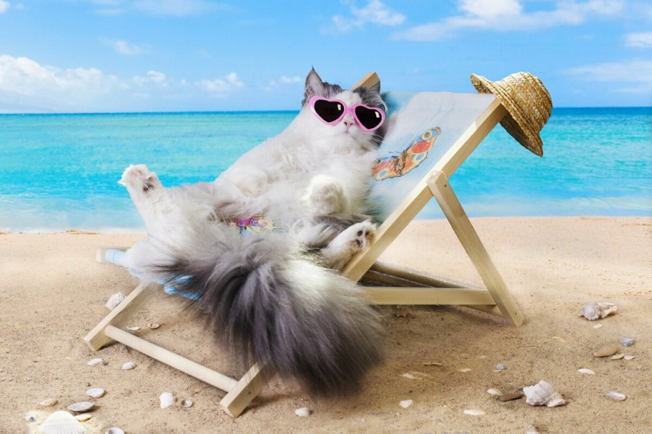 Котик на море