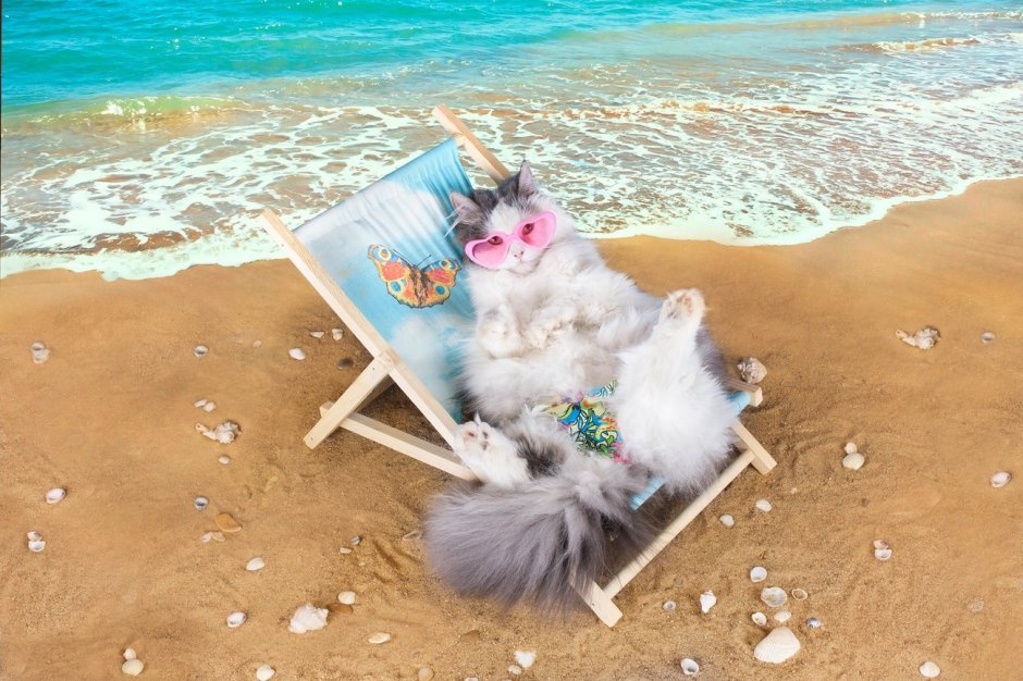 Кот отдыхает
