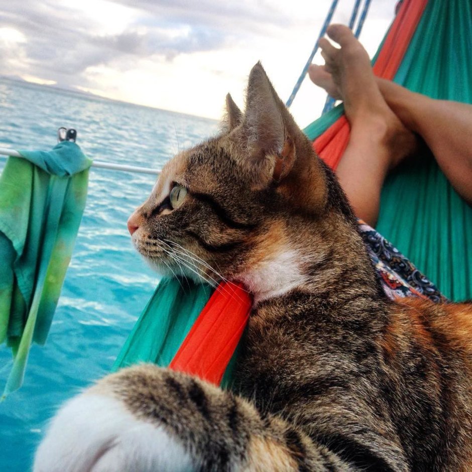Кот в лодке