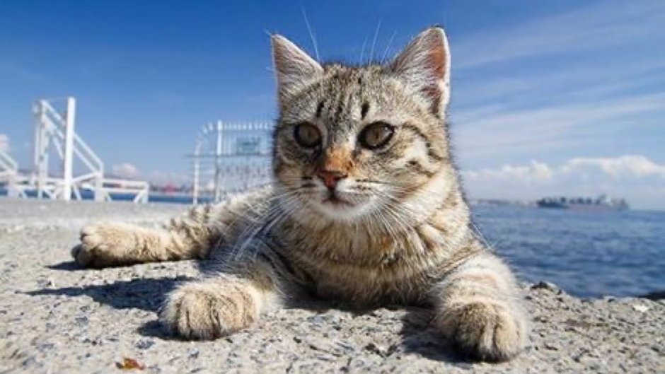 Коты море Турция