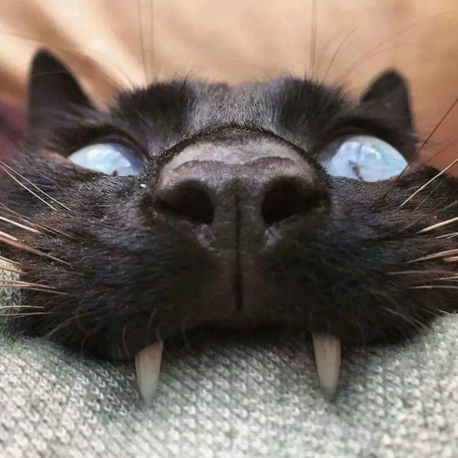 Кот вампир