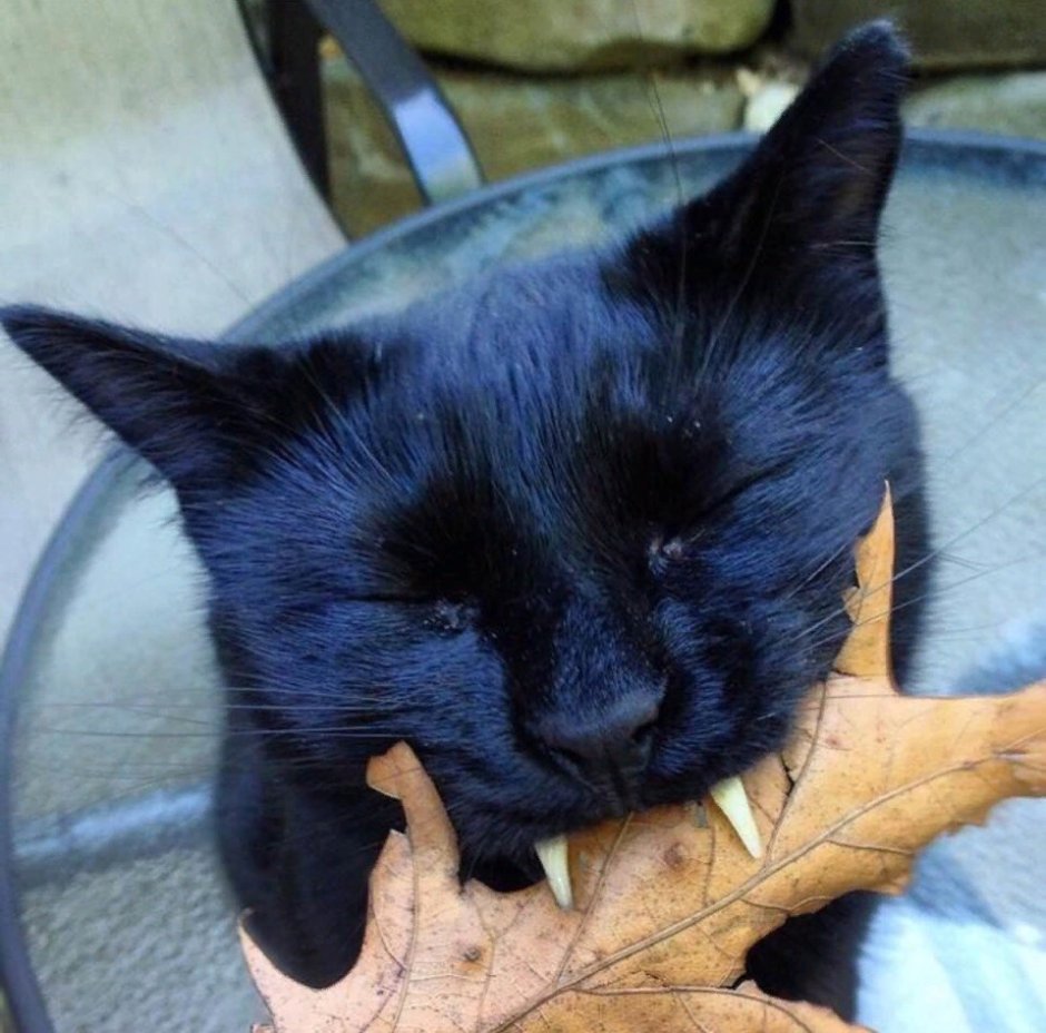 Кошка с большими клыками