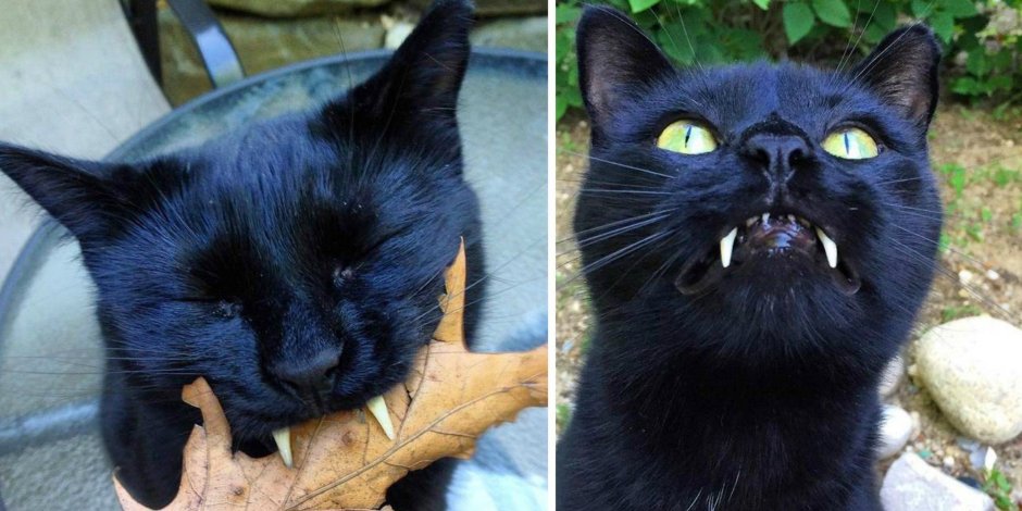 Черный кот вампир