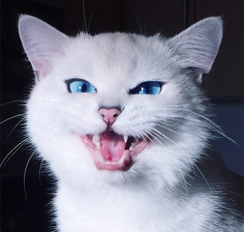 Кот вампир Монк