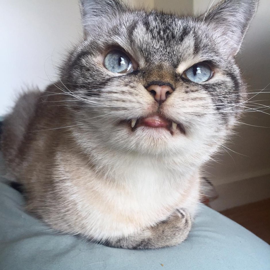Кошка вампир Локи