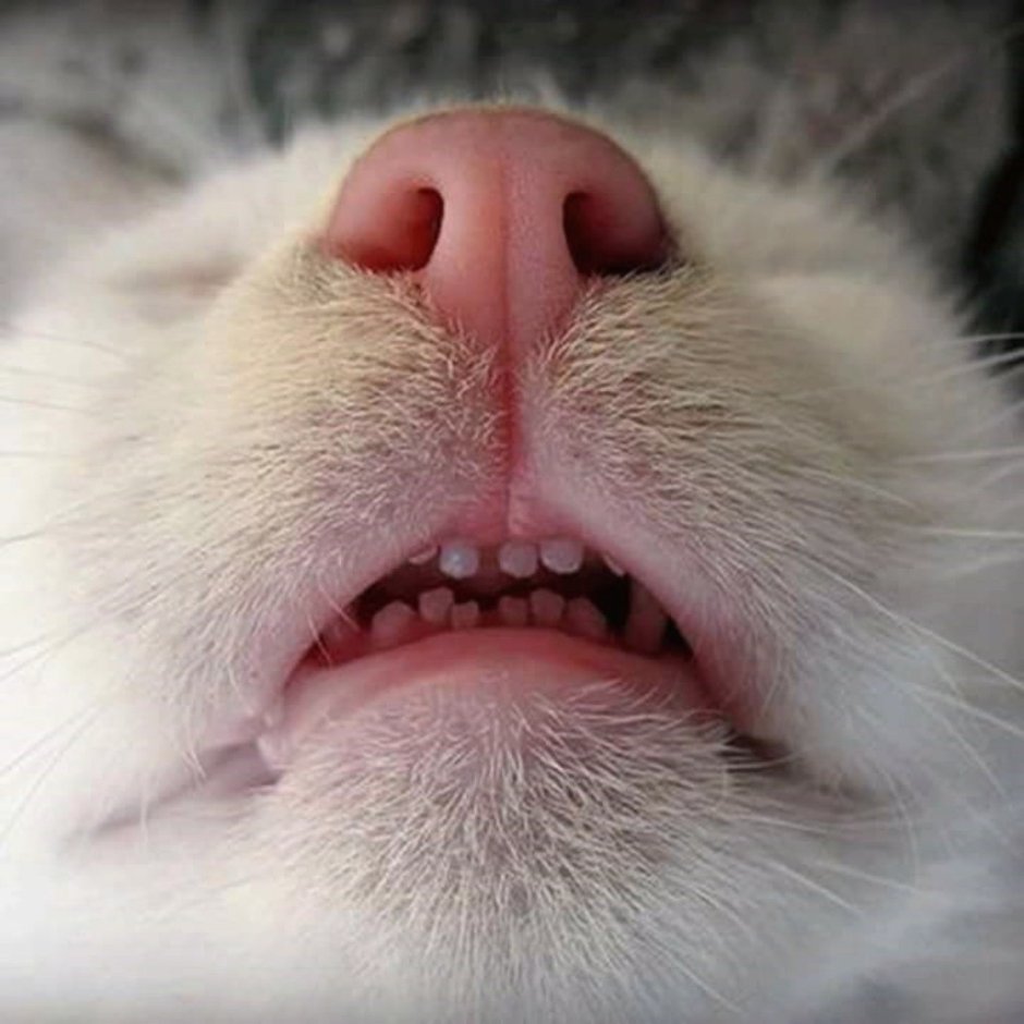 Злая кошка
