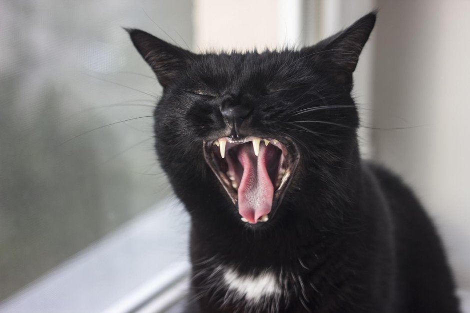 Кричащая кошка