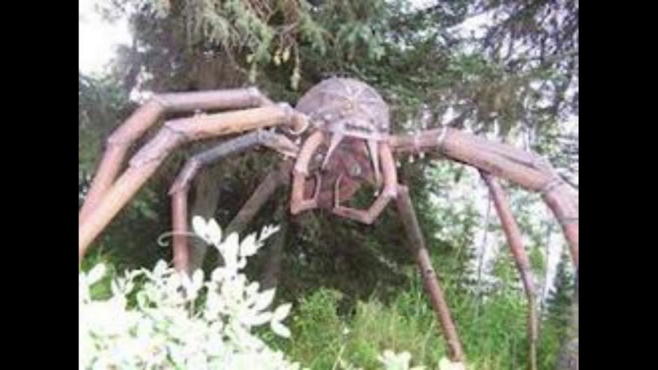 Огромные пауки в Конго