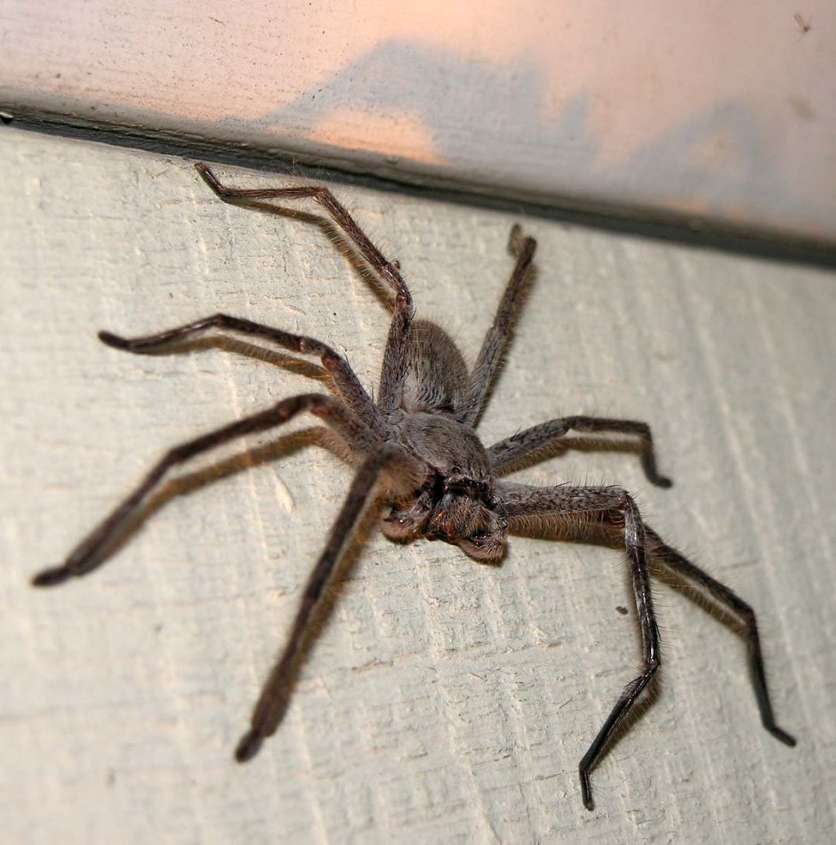 Sparassidae паук размер