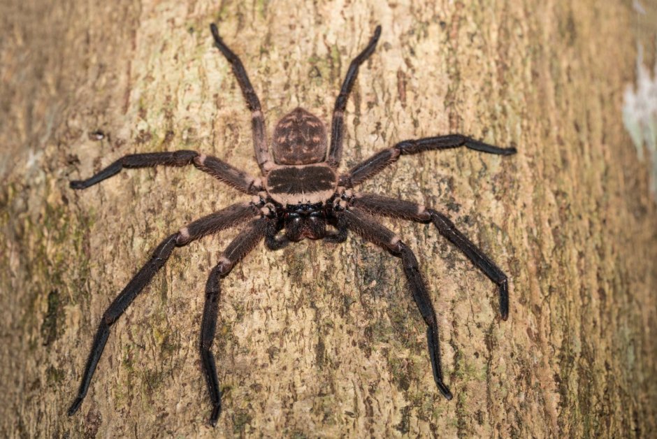 Паук-охотник из семейства Sparassidae