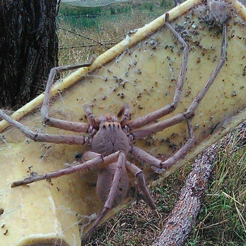 Гигантский паук-охотник (heteropoda maxima)