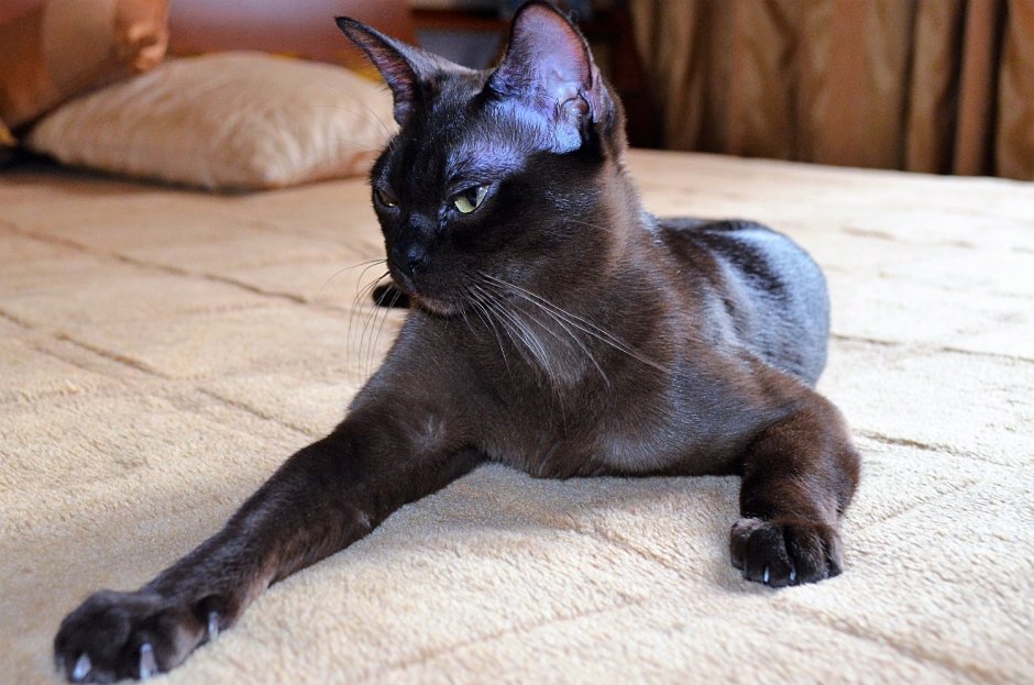 Абиссинская кошка черная