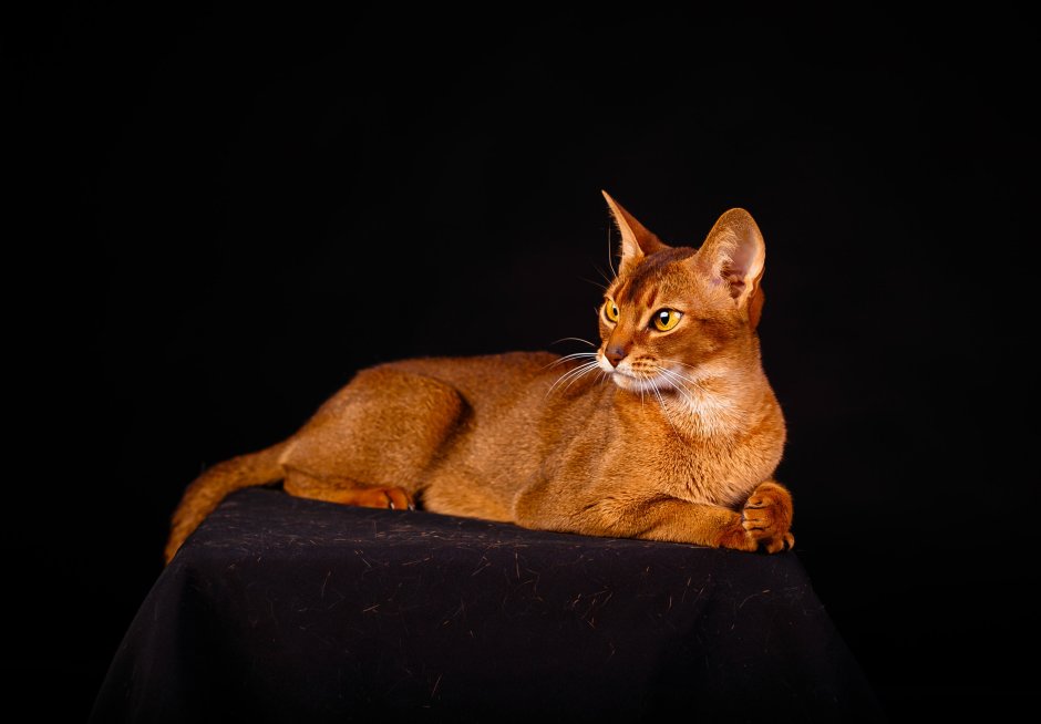 Абиссинская кошка красная