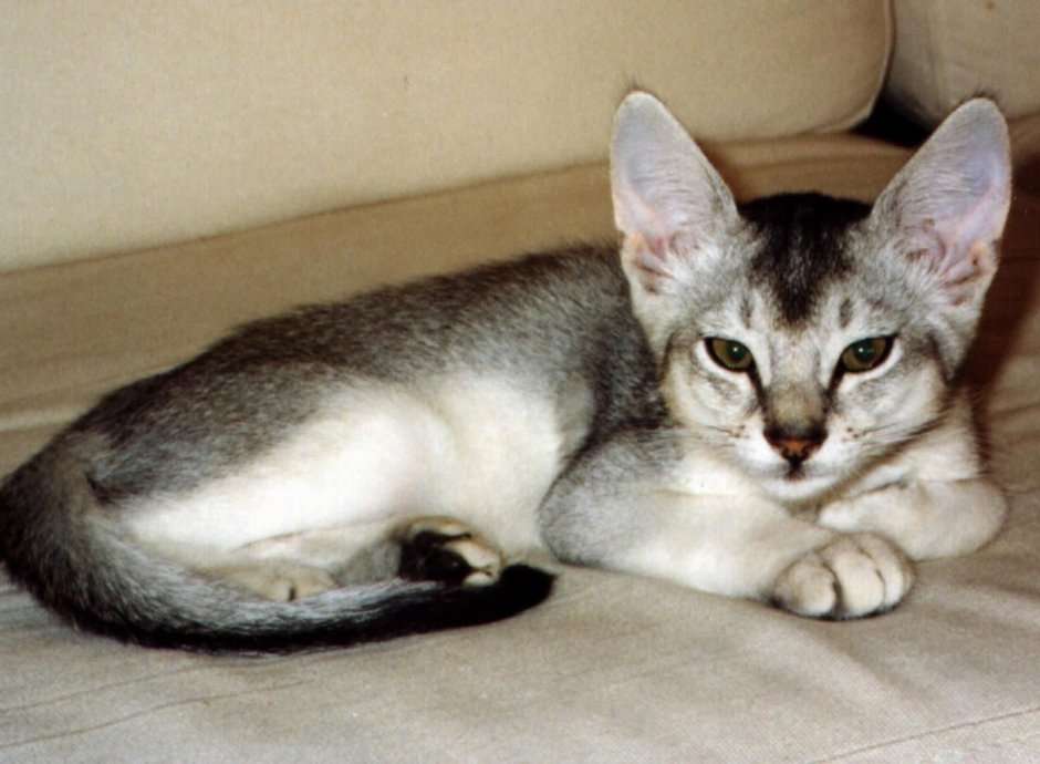 Абиссинская кошка черная