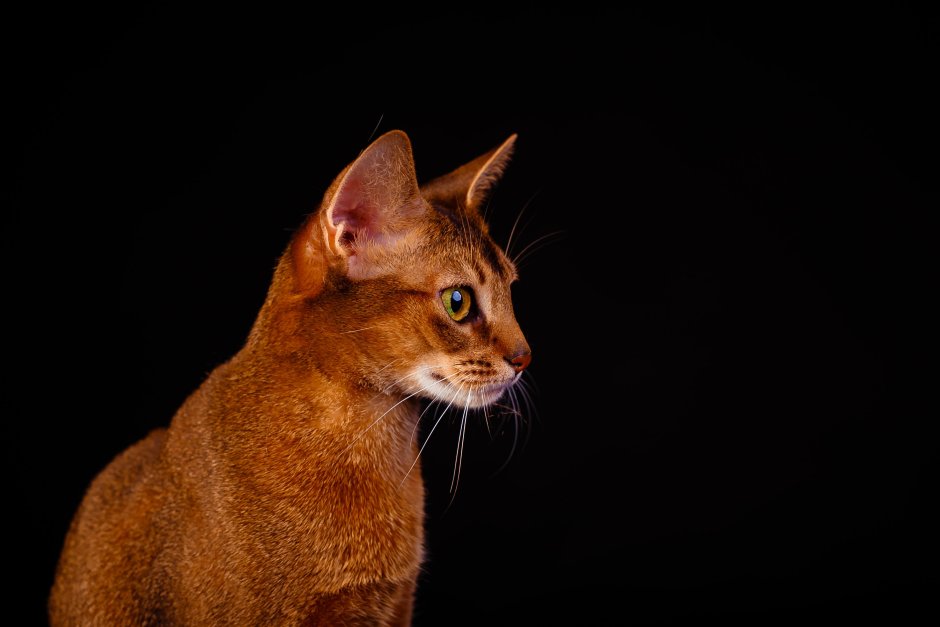 Абиссинский кот красный