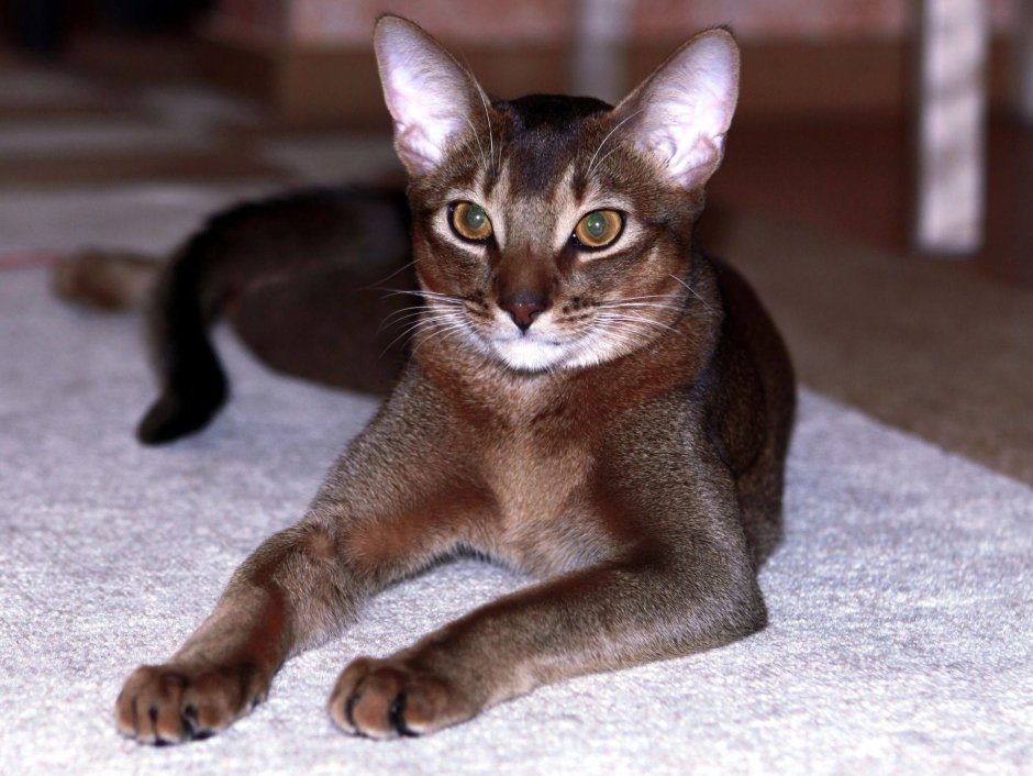 Чаузи кошка ф1