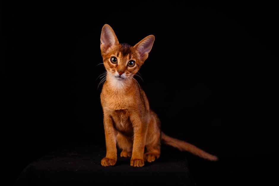 Абиссинская кошка Рудди