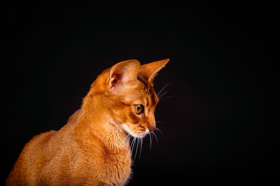 Абиссинская кошка черная