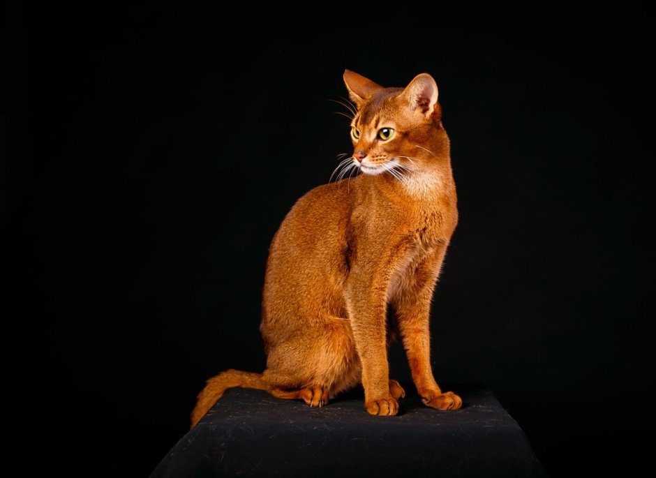 Египетская кошка Абиссинская