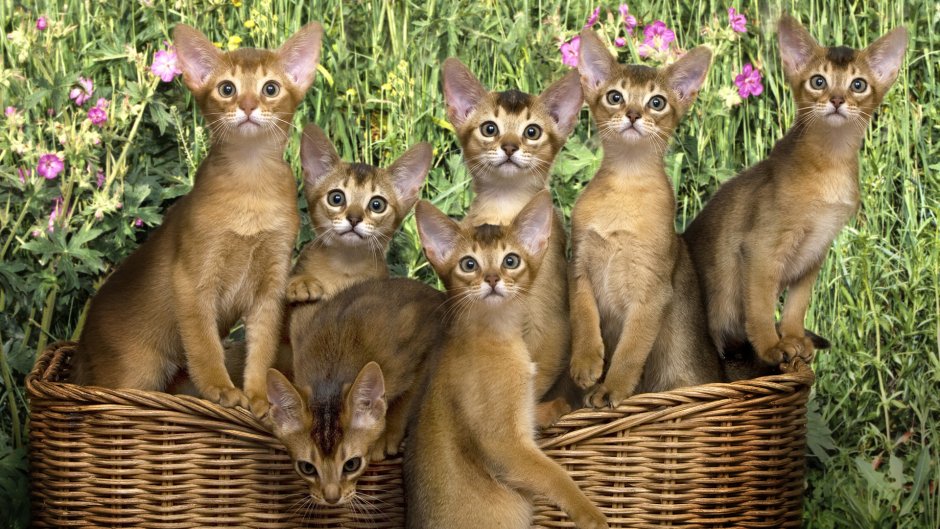Абиссинская кошка фото