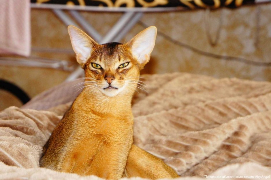 Абиссинская кошка черная