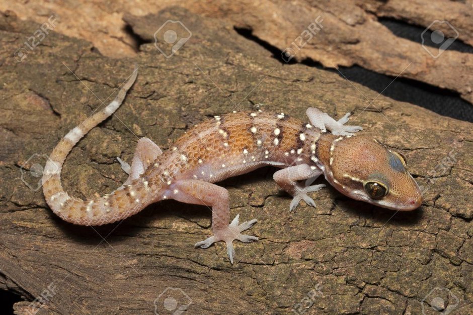 Геккон Hemidactylus triedrus