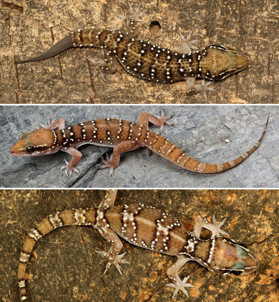 Hemidactylus platyurus