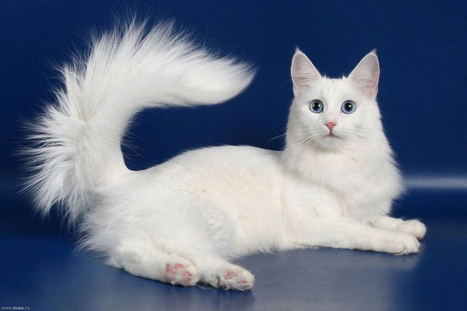 Турецкая ангорская кошка