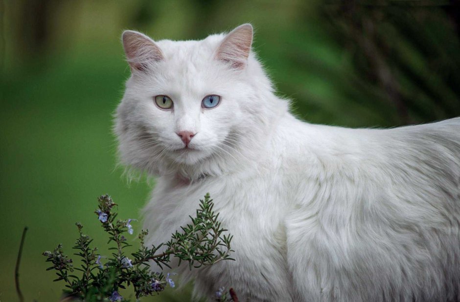 Турецкая ангорская кошка