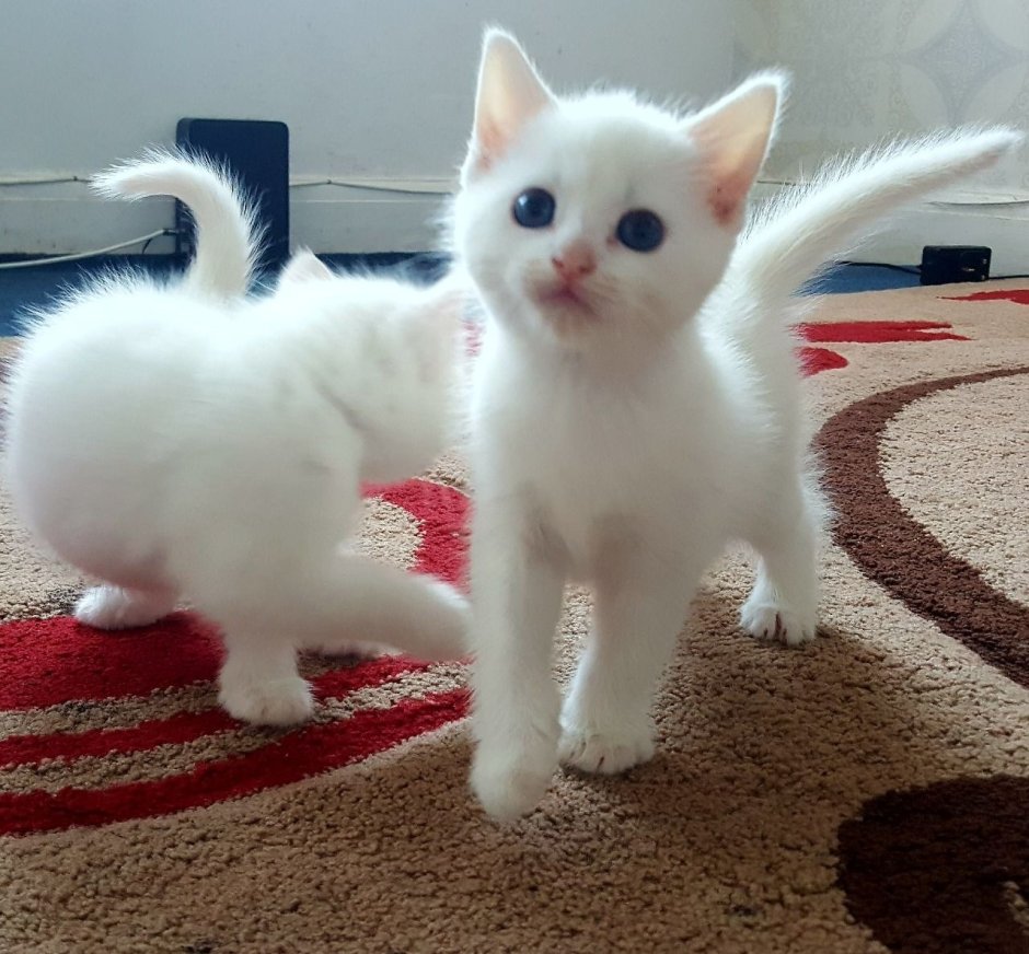 Турецкая ангорская кошка котята