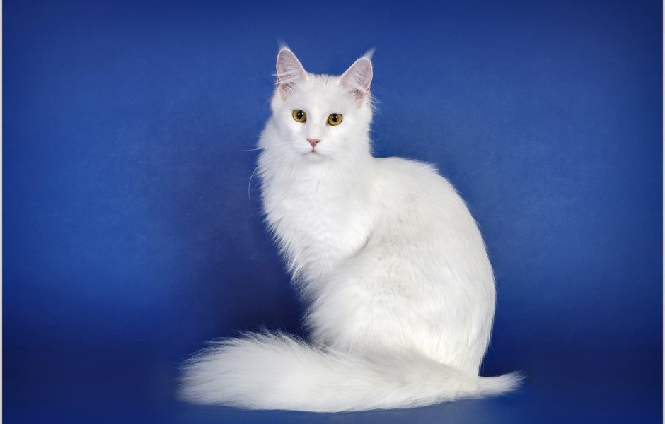 Белая кошка на синем фоне