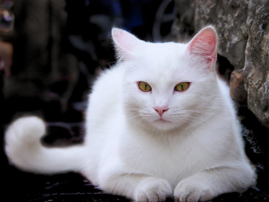 Турецкая ангорка кошка