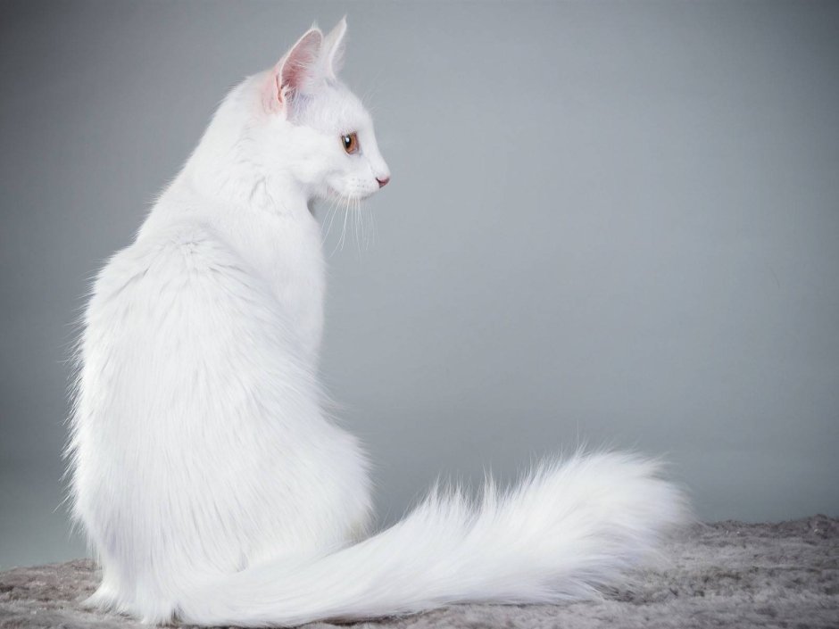 Коты турецкая ангора