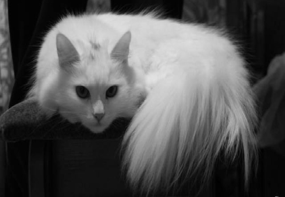 Турецкая ангора кошка