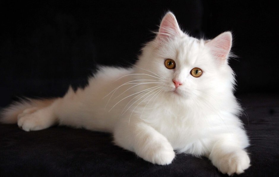 Сибирская ангора кошка белый кот