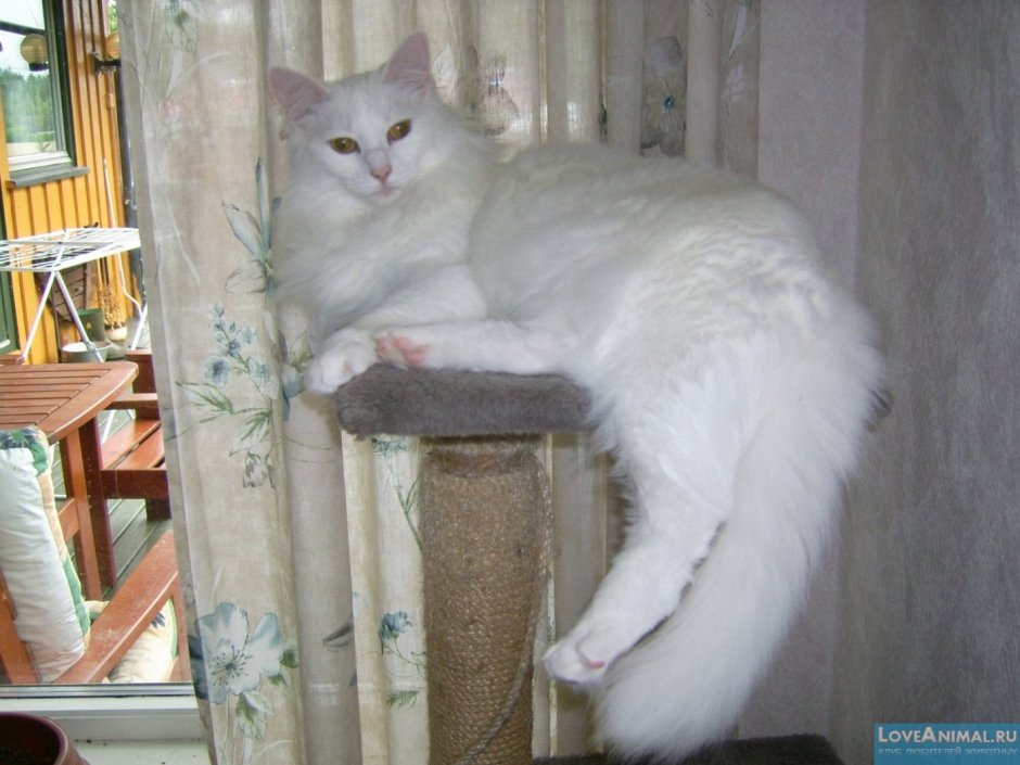 Кот турецкая ангора толстый