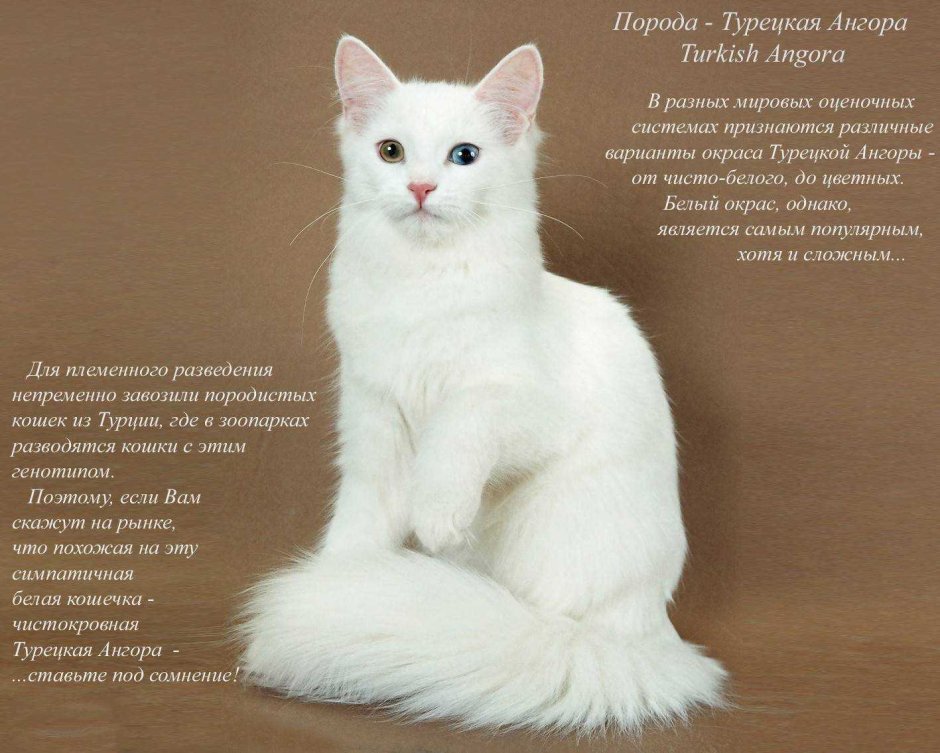 Кошки разных пород и их названия